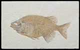 Phareodus Fossil Fish - Beautiful Specimen #58765-1